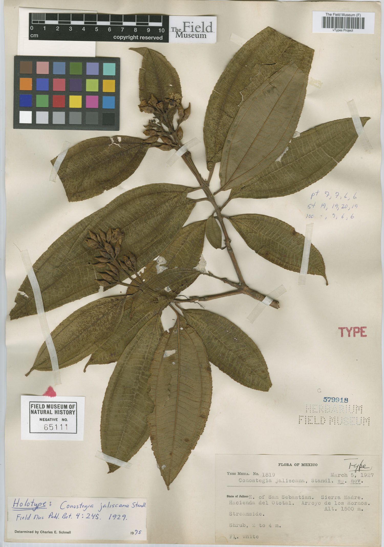 Conostegia jaliscana image