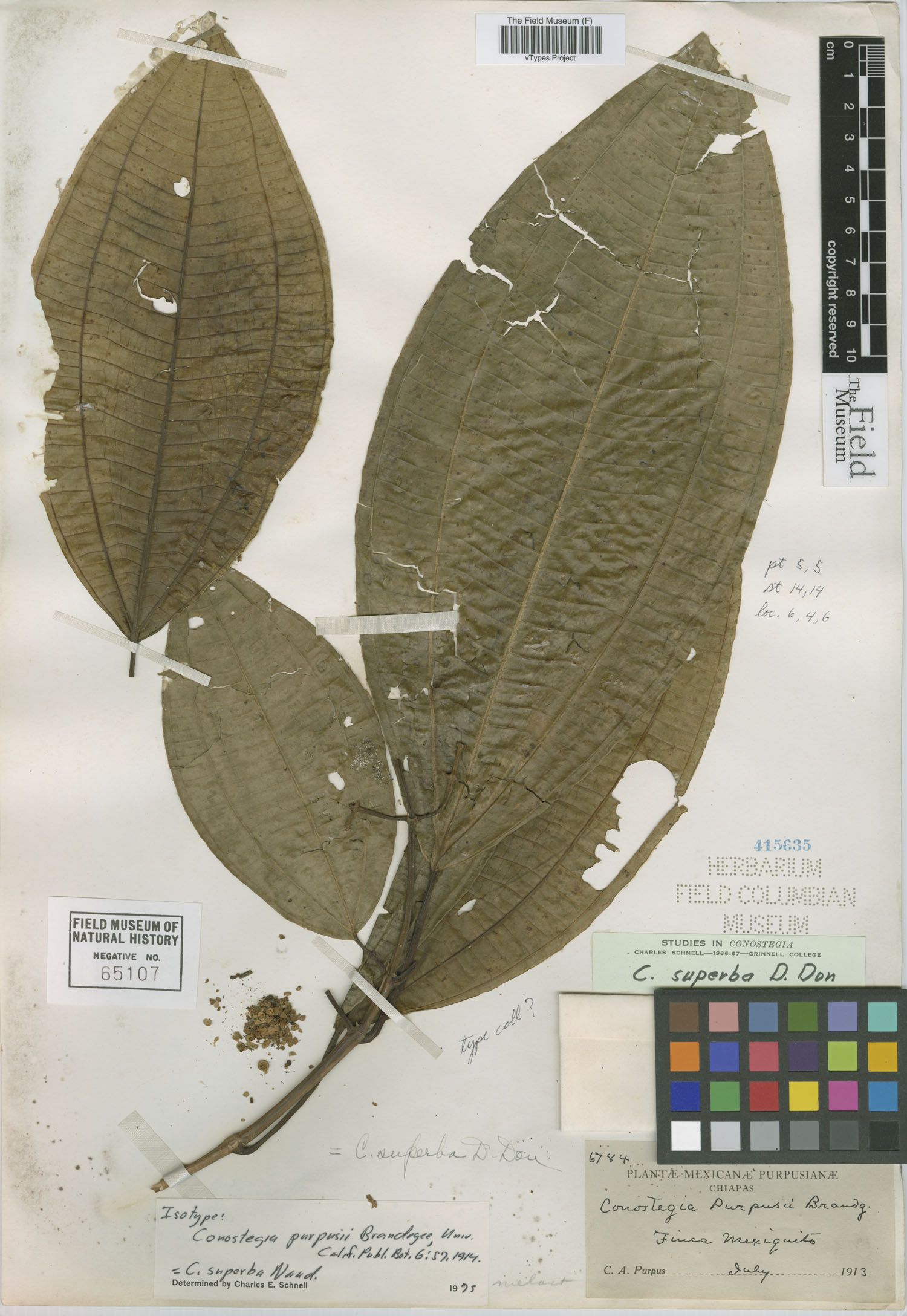 Conostegia superba image