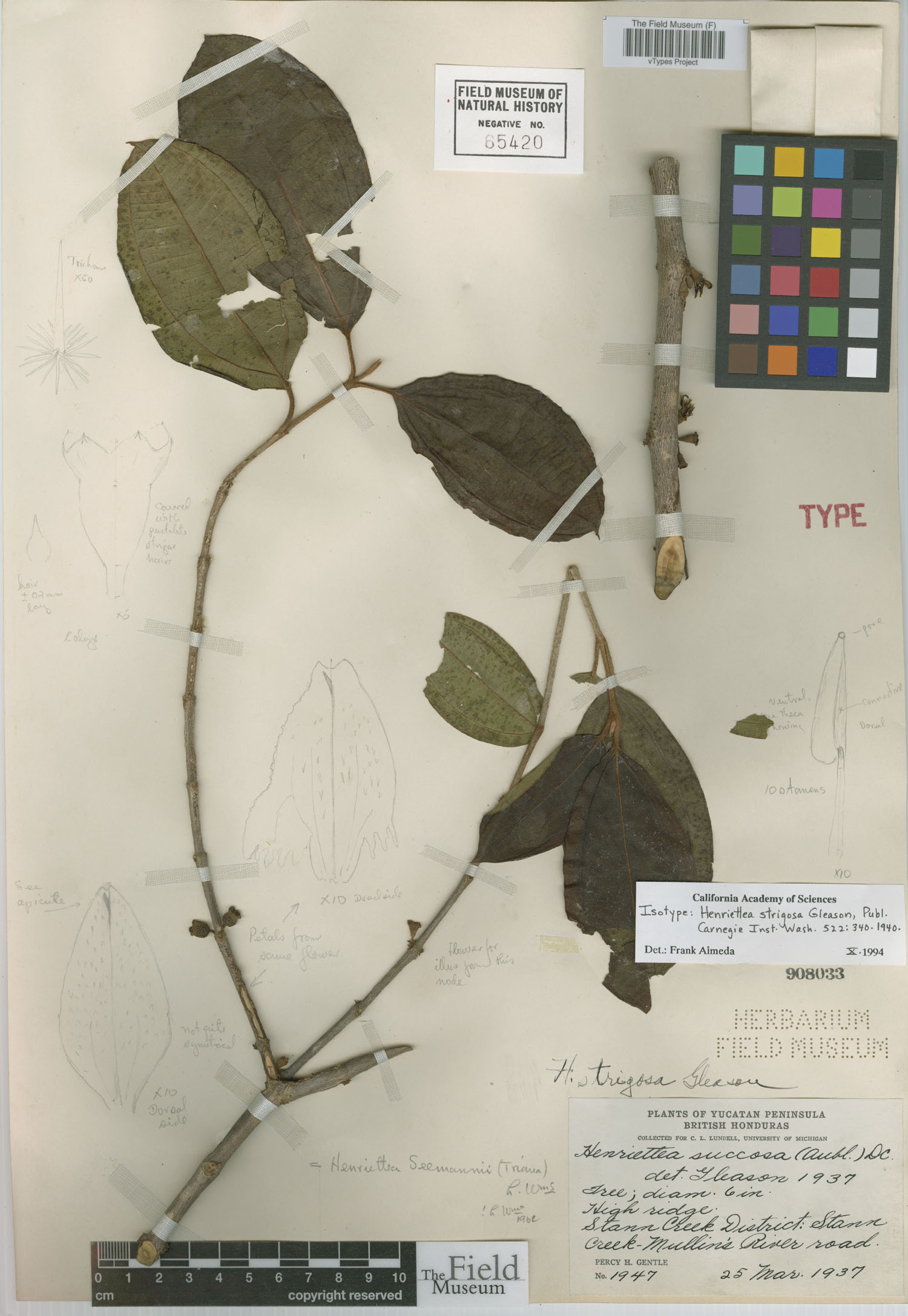 Henriettea image