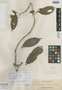 Medinilla curtiflora Elmer, PHILIPPINES, A. D. E. Elmer 14368, Isosyntype, F