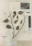 Medinilla pachyphylla Elmer, PHILIPPINES, A. D. E. Elmer 17094, Isotype, F