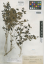 Medinilla permicrophylla Elmer, PHILIPPINES, A. D. E. Elmer 11226, Isotype, F