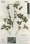 Miconia confertiflora image