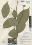 Miconia dissitiflora image