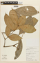 Inga graciliflora Benth., GUYANA, F