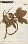 Inga ingoides (Rich.) Willd., BRAZIL, F