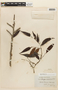 Inga lateriflora Miq., BRITISH GUIANA [Guyana], F