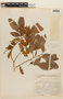 Inga marginata Willd., BOLIVIA, F