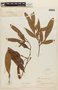 Inga marginata Willd., BOLIVIA, F