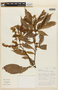 Inga marginata Willd., Peru, V. Quipuscoa S. 990, F