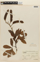 Inga nobilis Willd., BOLIVIA, F