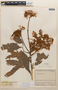 Inga nobilis Willd., COLOMBIA, F