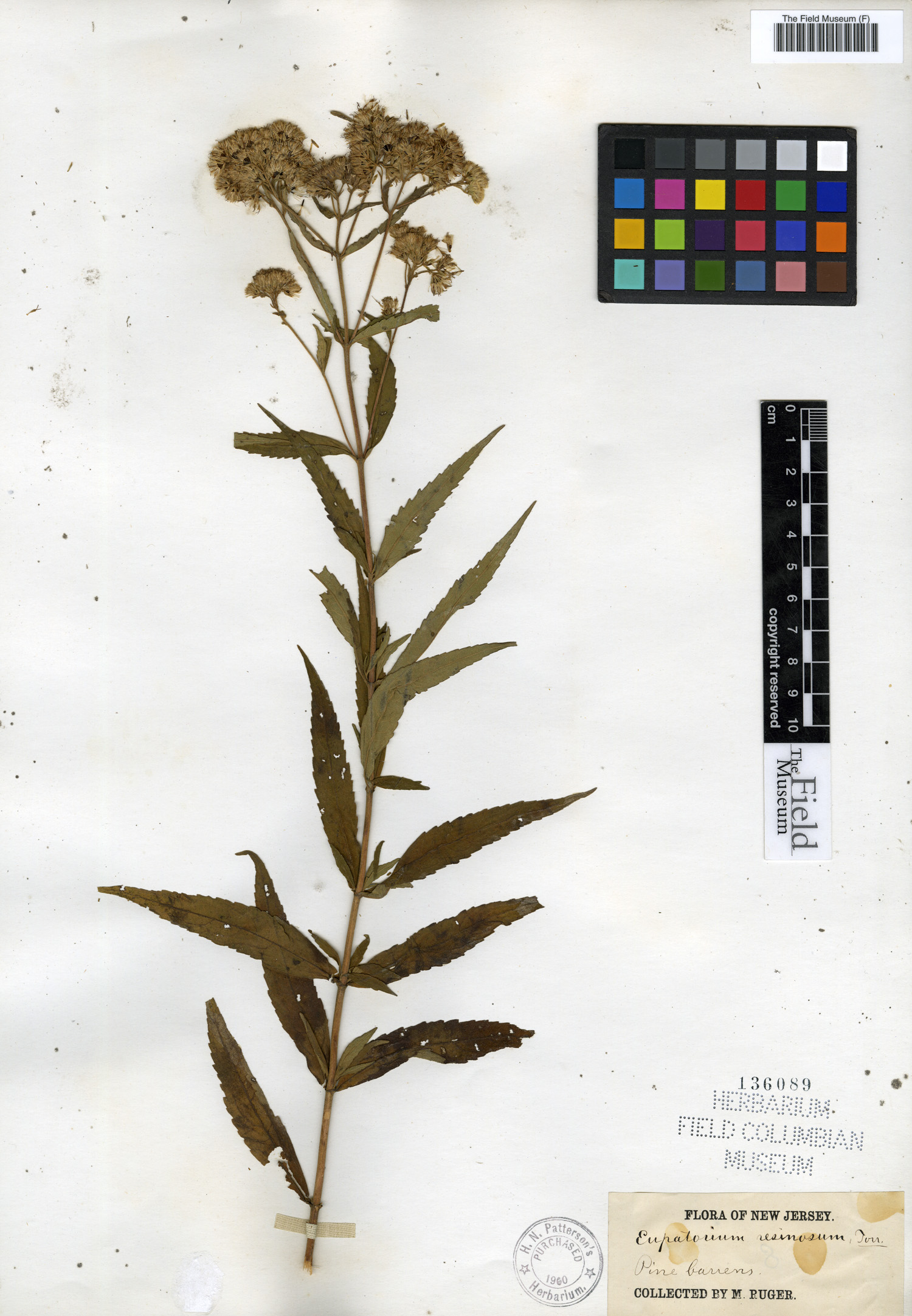 Eupatorium resinosum image