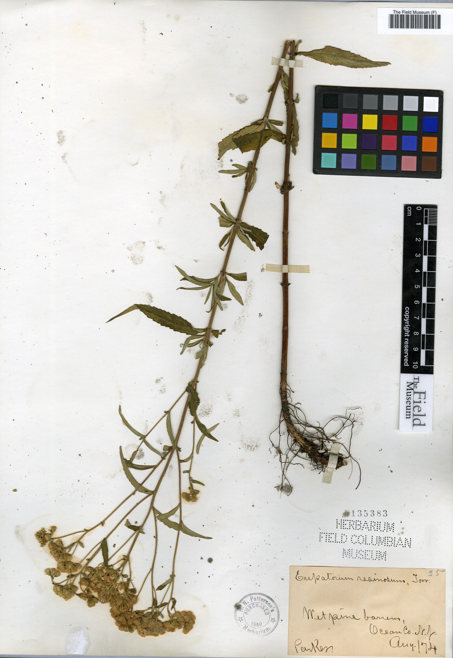 Eupatorium resinosum image