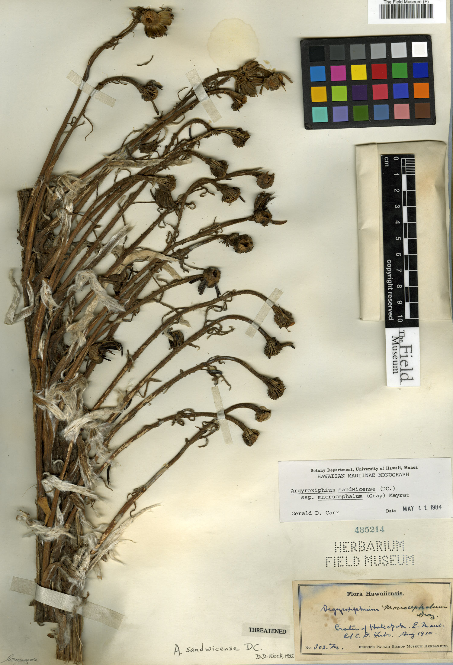 Argyroxiphium sandwicense image
