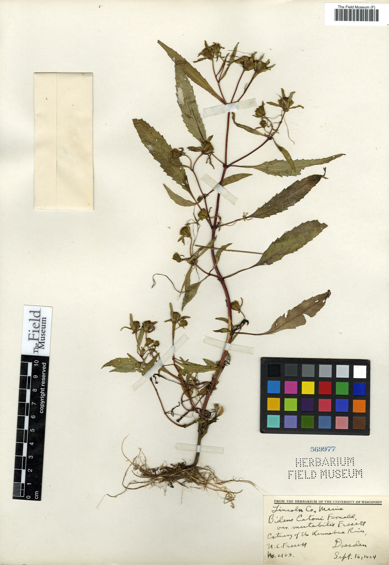 Bidens eatonii image