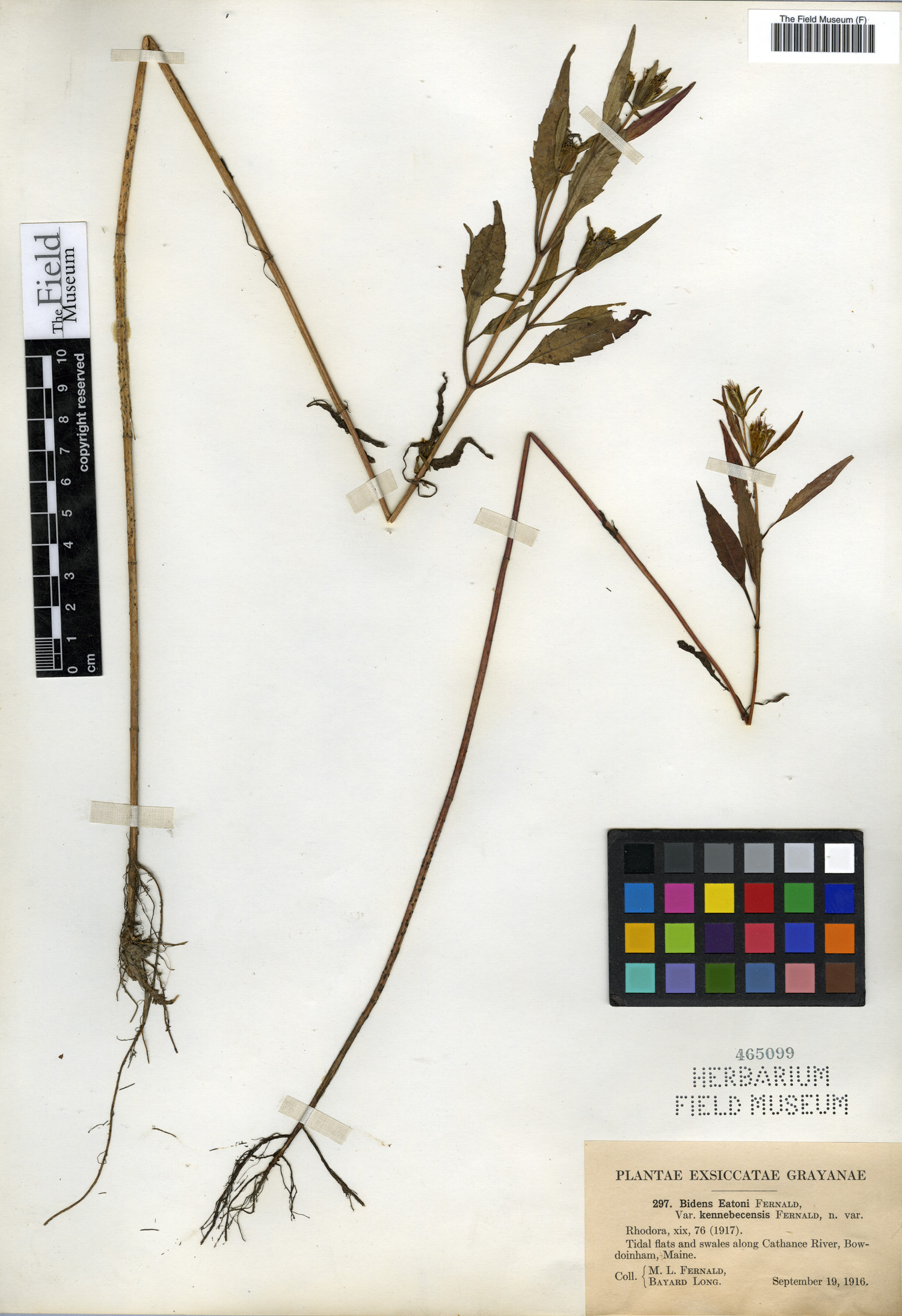 Bidens eatonii image