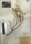 Jacquinia keyensis Mez, U.S.A., A. A. Eaton 415, F