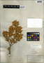 Jacquinia keyensis Mez, U.S.A., J. T. Rothrock s.n., F