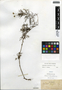 Lipochaeta tenuifolia image