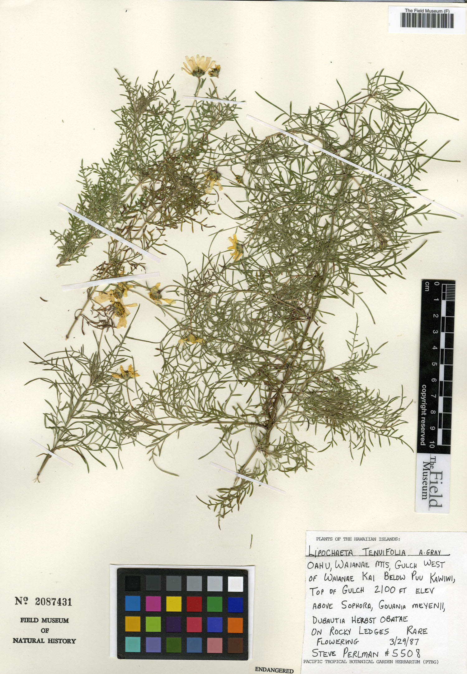 Lipochaeta tenuifolia image