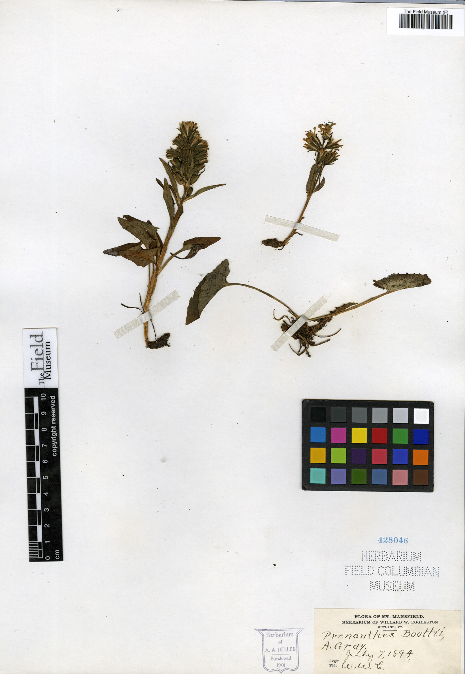 Nabalus boottii image