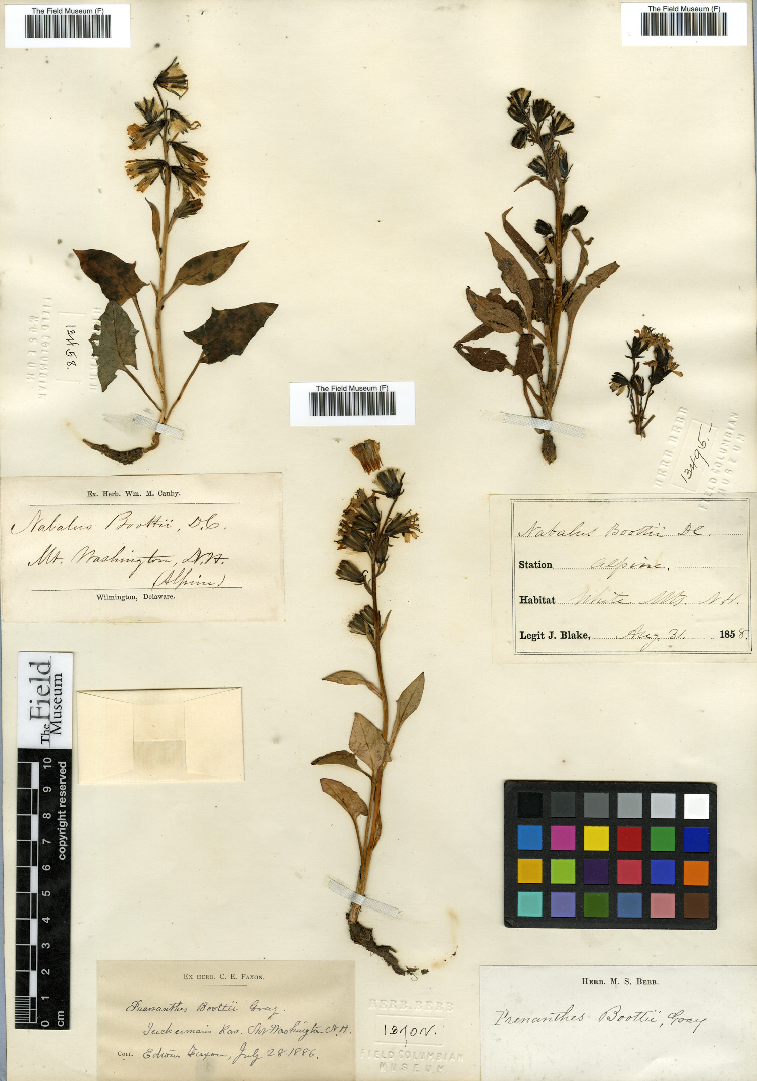 Nabalus boottii image