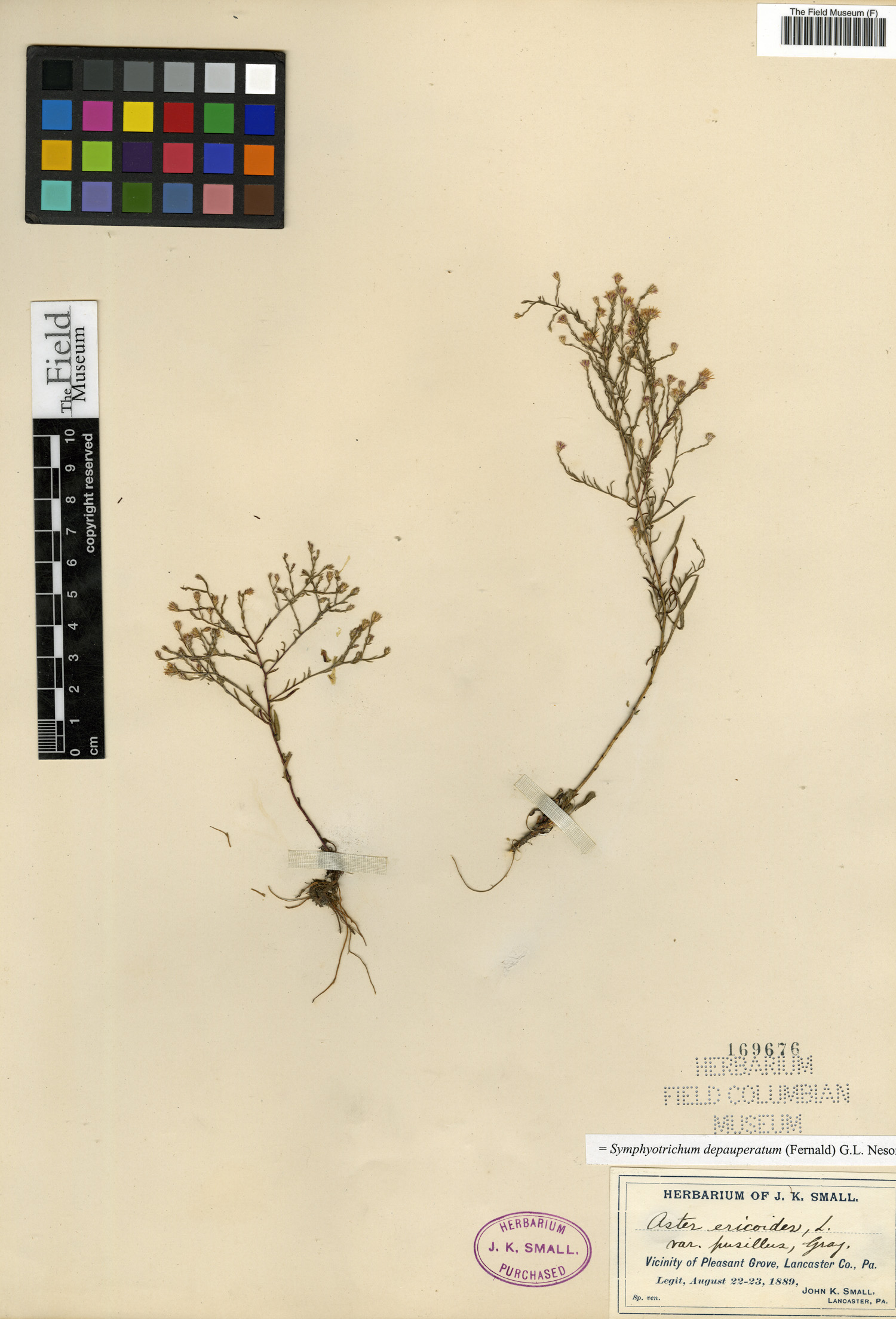 Symphyotrichum depauperatum image