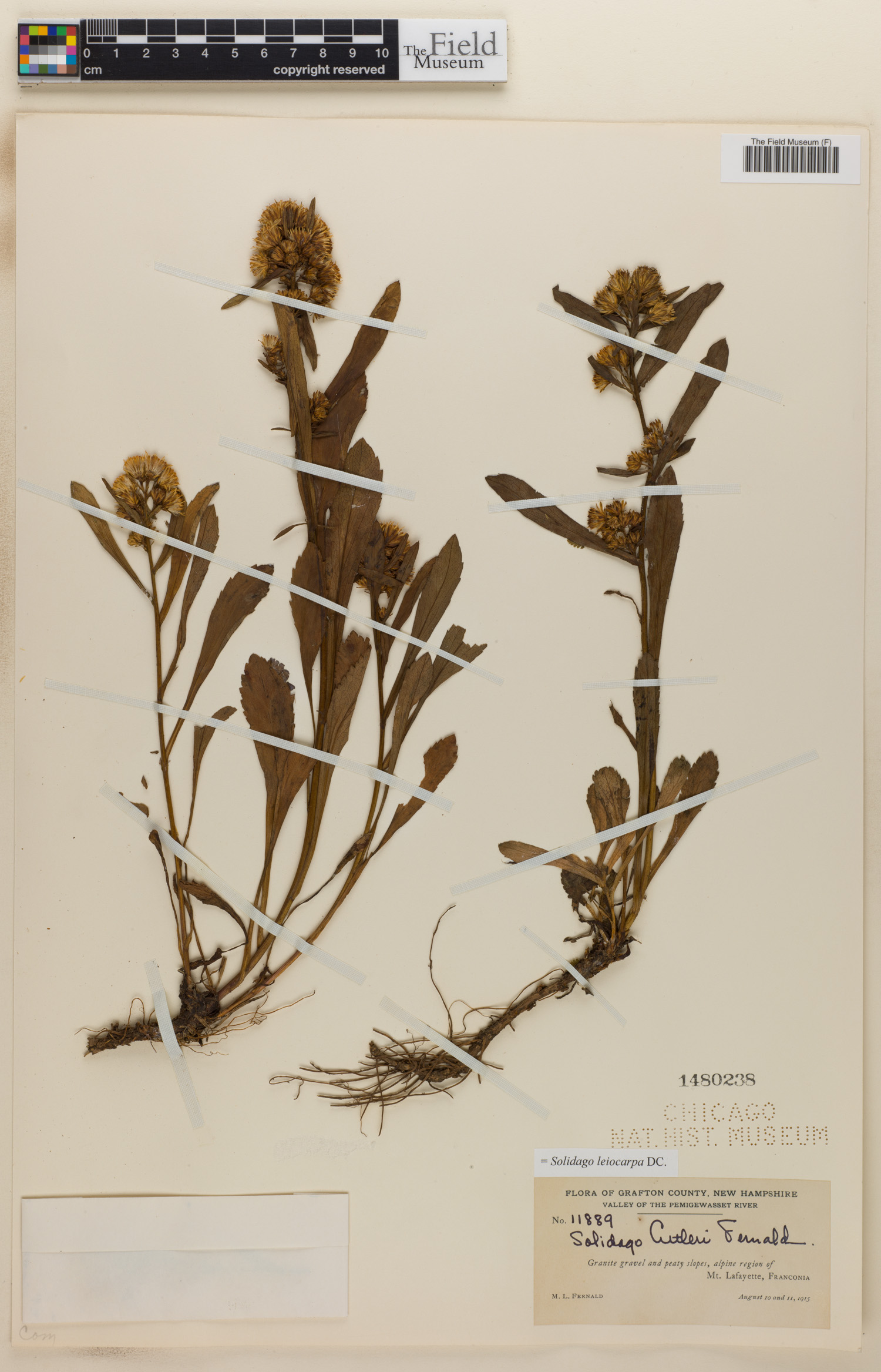 Solidago leiocarpa image