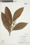Ocotea longifolia Kunth, BRAZIL, F