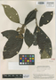 Miconia venulosa Wurdack, PERU, J. J. Wurdack 2044, Isotype, F