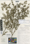 Monochaetum linearifolium image