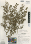 Monochaetum neglectum image