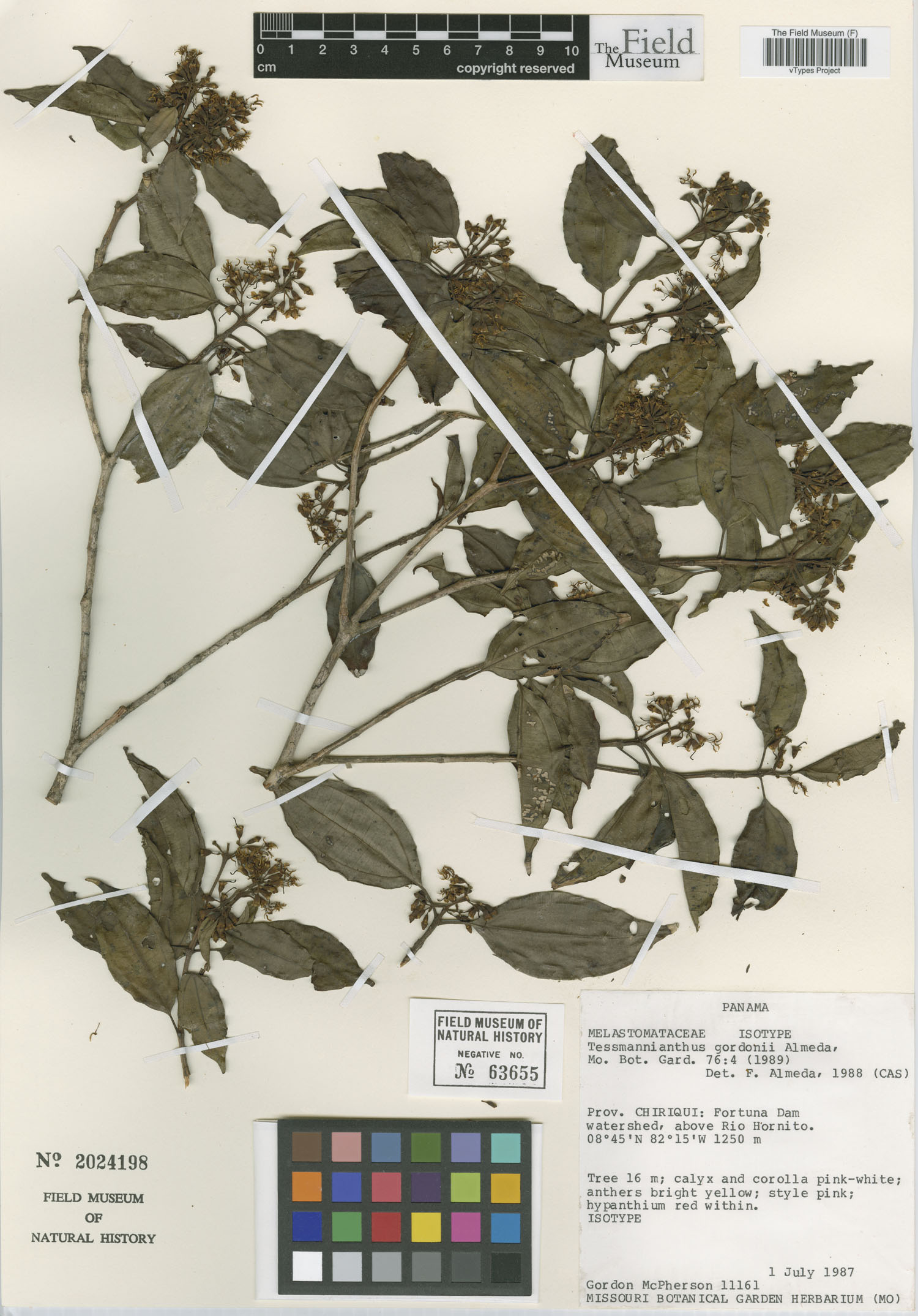 Tessmannianthus image