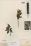 Trembleya parviflora var. latifolia Cogn., BRAZIL, G. Gardner 380, Isotype, F