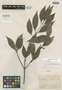 Mollinedia engleriana Perkins, Brazil, A. F. M. Glaziou 17766, Isotype, F