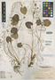 Limnanthemum aureum Britton, Bahamas, N. L. Britton 2974, Isotype, F