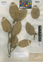 Ficus microchlamys image