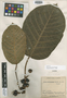 Ficus cuatrecasana Dugand, COLOMBIA, J. Cuatrecasas 8218, Isotype, F