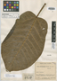 Ficus cuatrecasana Dugand, COLOMBIA, J. Cuatrecasas 8218, Holotype, F