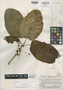 Ficus paludica Standl., SURINAME, B. Maguire 22790, Holotype, F