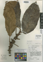 Ficus lutea Vahl, Ghana, J. B. Hall 47207, Isoneotype, F