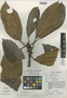 Ficus lutea Vahl, Ghana, J. B. Hall 47207, Isoneotype, F