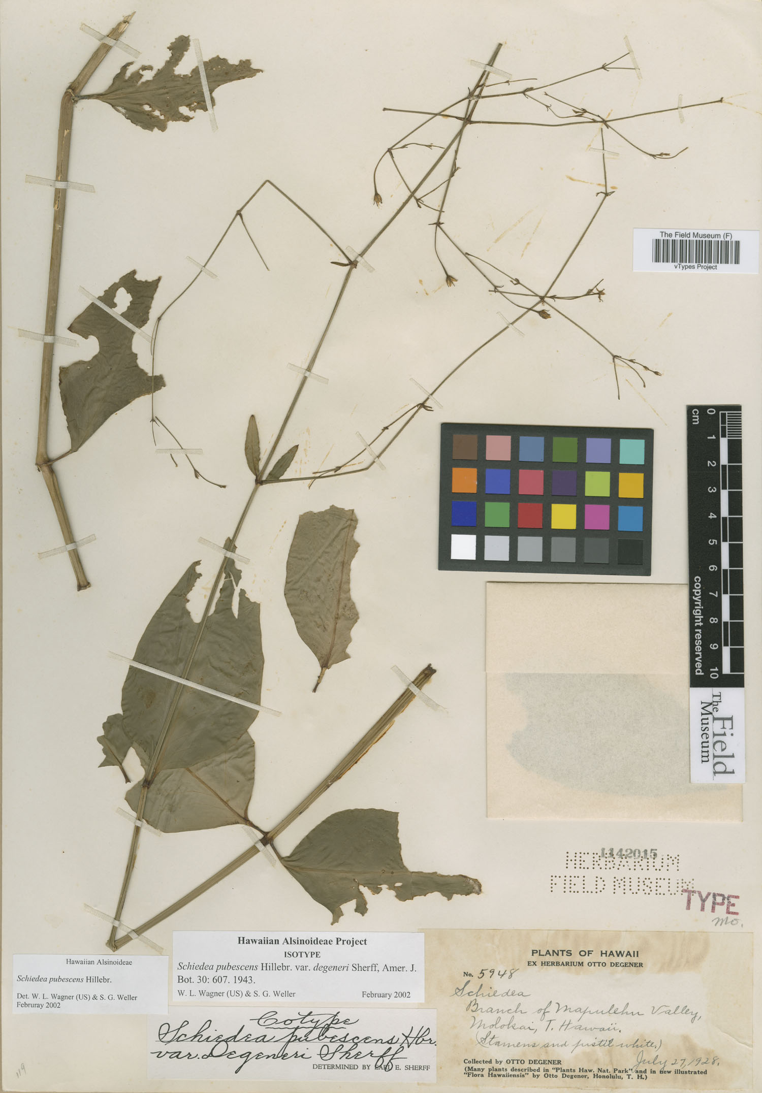 Schiedea pubescens var. degeneri image