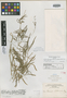 Schiedea stellarioides var. longifolia image