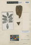 Iryanthera ulei Warb., BRAZIL, E. H. G. Ule 5724, Isotype, F