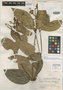 Calyptranthes macrantha Standl. & Steyerm., GUATEMALA, P. C. Standley 90532, Holotype, F