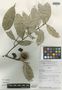 Calyptranthes macrocarpa B. Holst & M. L. Kawasaki, Panama, G. D. McPherson 10819, Isotype, F