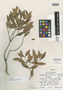 Calyptranthes mammosa Lundell, GUATEMALA, E. Contreras 10572, Isotype, F
