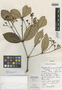 Calyptranthes mayana Lundell, GUATEMALA, C. L. Lundell 19199, Isotype, F